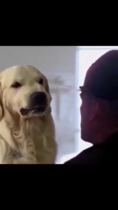 Shiddy dog goes to war