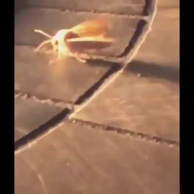 After a month of shitpostig I've finally run out of memes, so for my final posts I've created a meme comp that will be coming in 4 parts, enjoy! 1/4