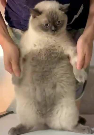 Show us a Belly dance