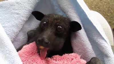 Rescued bat enjoys banana