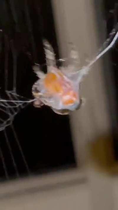 Threw a half dead June-bug into a spiders web that’s been camping in my backyard the past few weeks…never seen this happen up close before