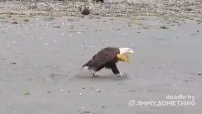 The land of the free!