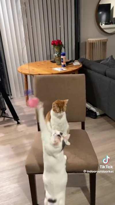 One orange brain cell