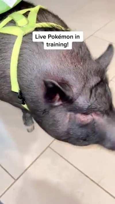 Go Bulbasaur! Quick attack!