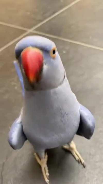 🎥 Repost from : Tiktok @lbtheindianringneck