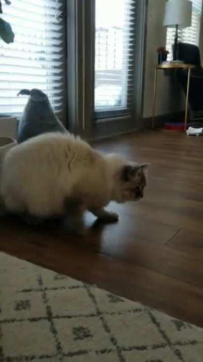 Vanilla must figure out exactly how far back he has to go to pounce effectively