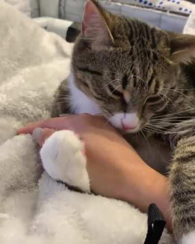 He loves his chin scratchies so much so that’s how he repays me (watch til the end)