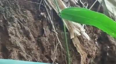 Red Dragon Column Fighting the Myanmar/Burmese Junta (uploaded January 5)