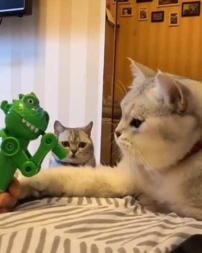 Cat: I feel sorry for you bro