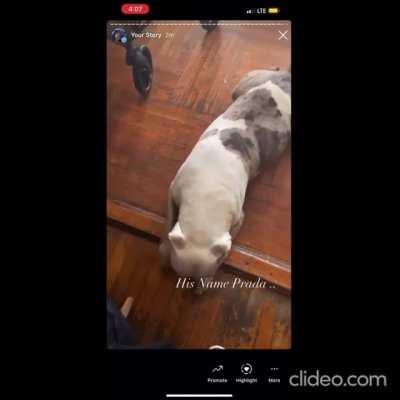 Man drags dog around so he himself gets dragged the same way