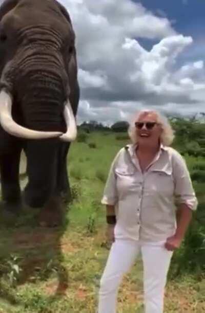 Elephant hiding a hat for a joke