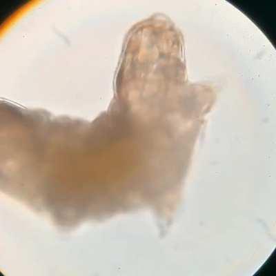 Tardigrade at 400x