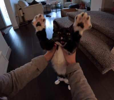 My Foster Cat DEMANDS to Be Stretched Like This Everyday