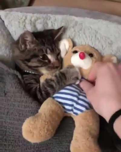 Pet the damn cat and give her the damn teddy!