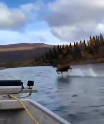 A moose running on water
