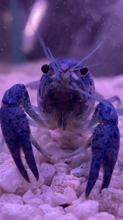just found out about this subreddit!! this is my crayfish leonardo da pinchi
