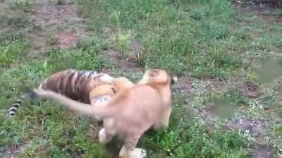 Tiger cub and lion cub, play fighting