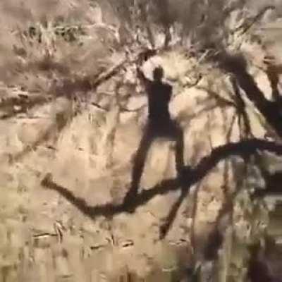 Rafiki has seen better days