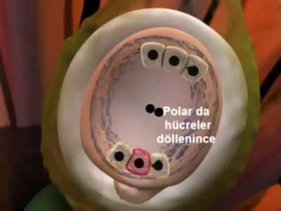 LAN SHİTPOST GİBİ BU NE AMK