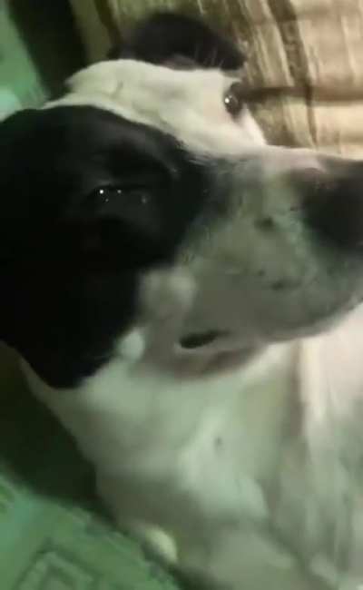 Origin of the mamma mias