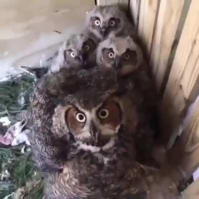 Rumor has it owls talk in morse code