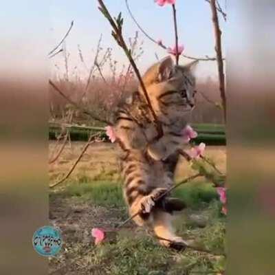 Весна, коты прилетели