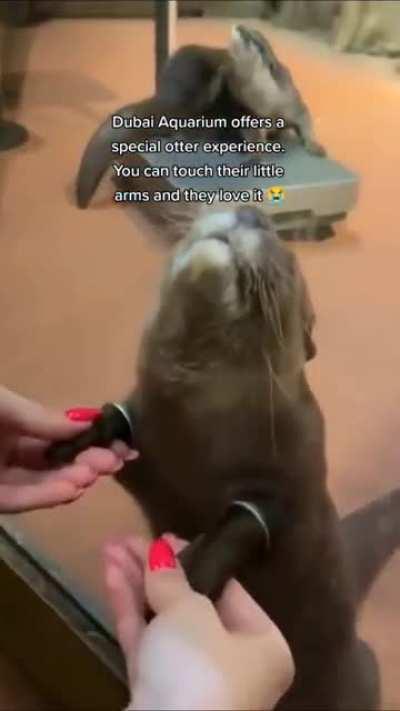 Shaking an otters hand