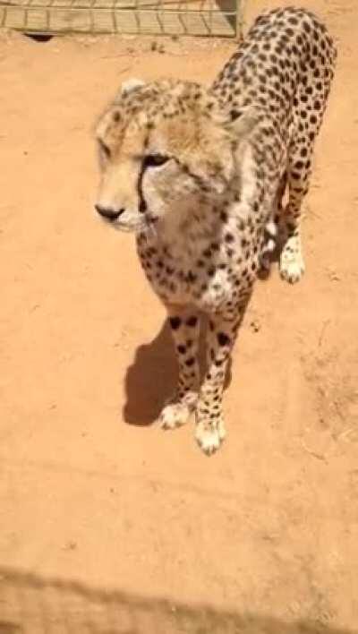 big cats are still kitties