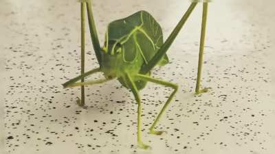 What on earth is this ?