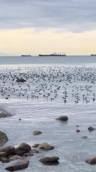 Sea scoters by the seawall today
