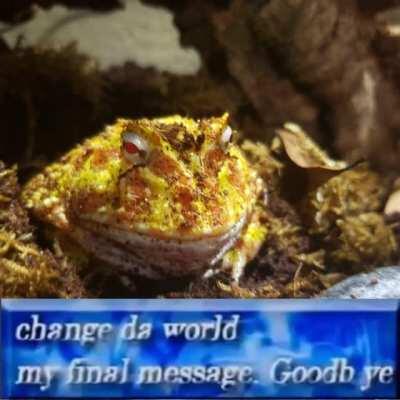 Funny I made of my frog (o: