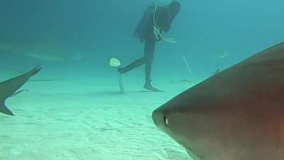 Relaxing dive in the Caribbean