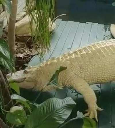 🔥 Rare Leucistic Alligator, with a beauty mark.