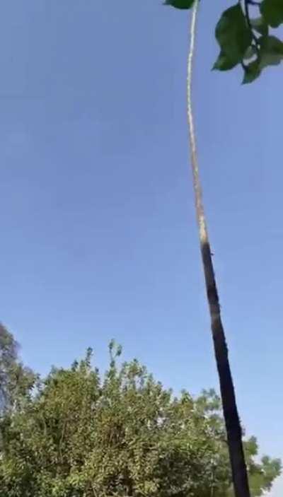 Man tries to cut down tree