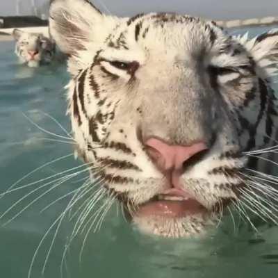 🔥 Trio of Tigers in the Water