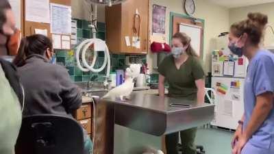 BIrd TUrNs iNNoCenT WOmEN iNTo sLAVes with hiS hypnoTIc aBiLitiES aNd DanCe moVEs