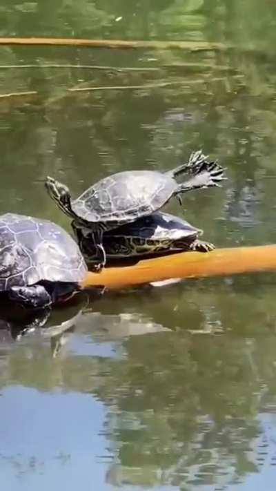 🔥 Turtle stretches its webbed feet while sunbathing