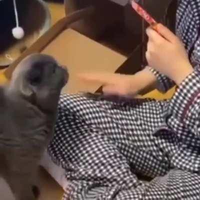 l remember seeing this old viral video before I was a ONCE, recently I found out it's actually Jeongyeon & Bomb/Bami!