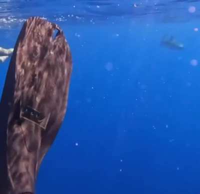 🔥 An Oceanic Tiger Shark Appears Out of Nowhere