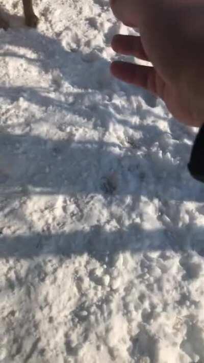 Bailey, Lexi and Cass (in that order respectively) enjoying a romp in the snow and some pets