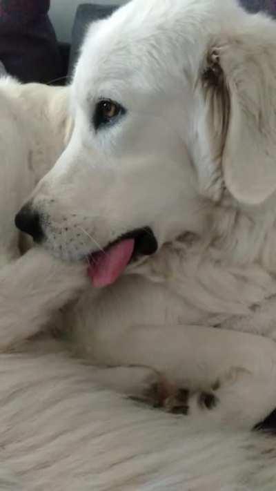 This is how my dog cleans her feet. 🤔🤭