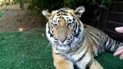 Pulling a tigers teeth