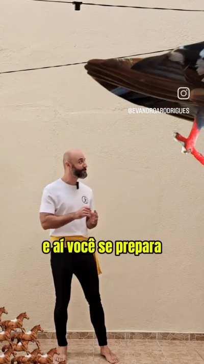 Argumento médio do Zitos