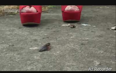 Bella Crushgoddess Cockroach Crush.