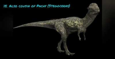 25 variations of Pachycephalosaurus