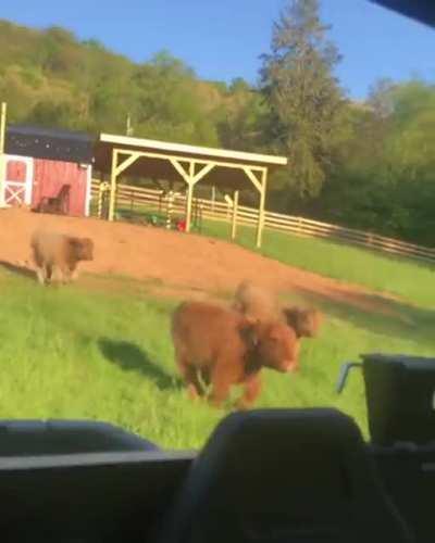 One of their favorite games is chasing after the cart