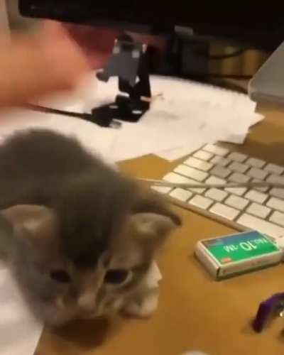 Adorable kitty. 😄