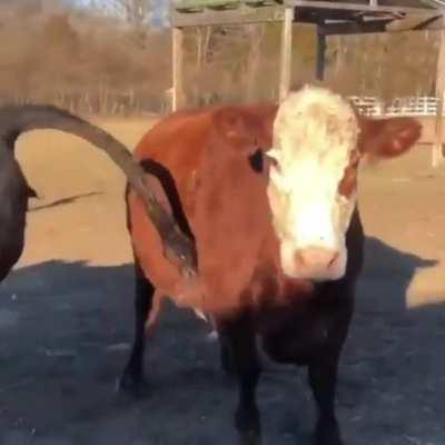 How happy this cow is about their new scratching post