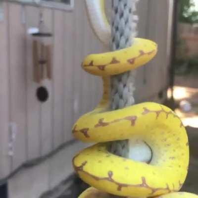 🔥 Snake casually climbing a rope