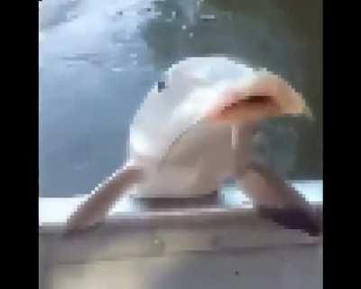 WTF??? UN PEZ QUE HABLA